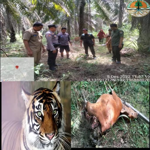 Seekor Sapi Warga Pelalawan Dimangsa Harimau, BBKSDA Riau Turunkan Tim