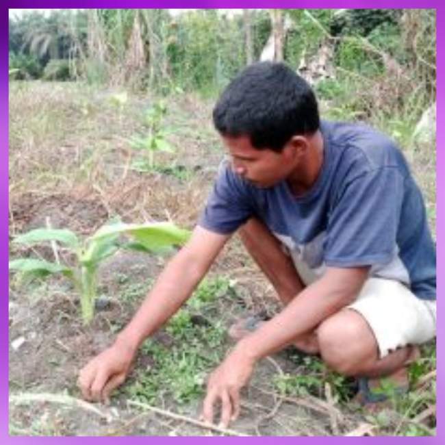 Perusahaan RAPP Dukung Rawang Kao Jadi Sentra Pisang